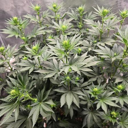 Shogun rQs #1