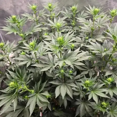 Shogun rQs #1