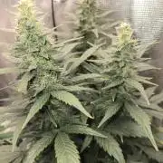 Auto Think Different