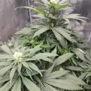 Amsterdam Amnesia Fem