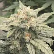 Auto Think Different