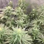 Shogun rQs #1