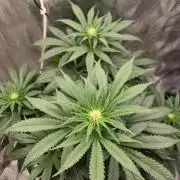 Amsterdam Amnesia Fem