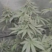 Shogun rQs #1