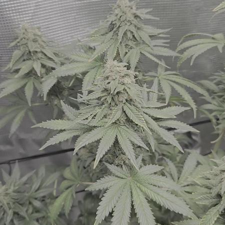 Shogun rQs #1