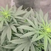 Amsterdam Amnesia Fem