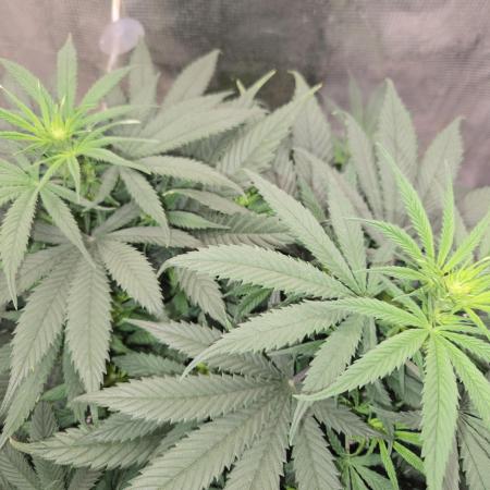 Amsterdam Amnesia Fem