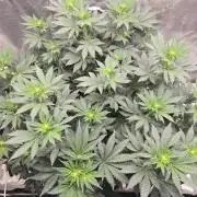 Shogun rQs #1