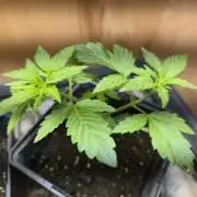 Auto Think Different