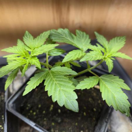 Auto Think Different