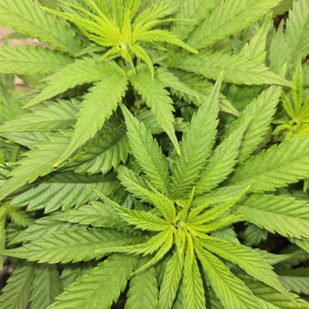 Amsterdam Amnesia Fem