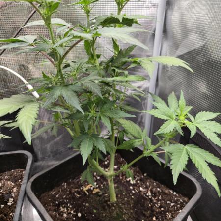 Auto Think Different