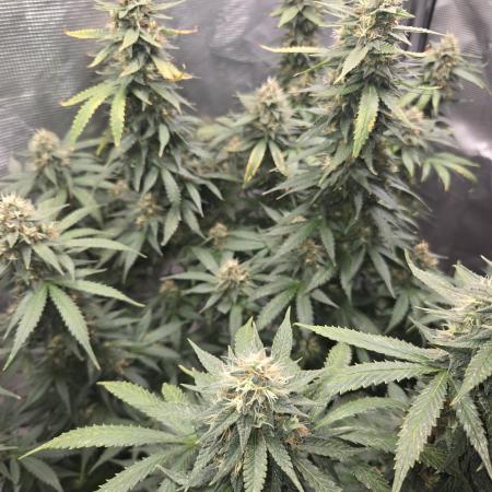 Amsterdam Amnesia FEM #2