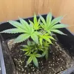 King Kartier clone