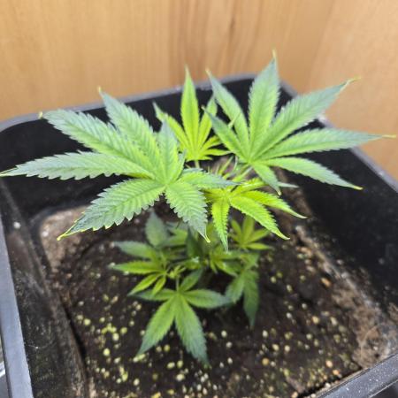 King Kartier clone