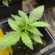 Amsterdam Amnesia Fem