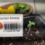 Amsterdam Amnesia Fem