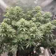 Shogun rQs #1