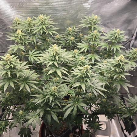 Shogun rQs #1