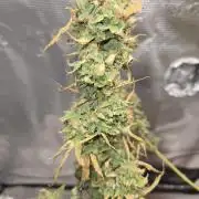 Amsterdam Amnesia FEM #2