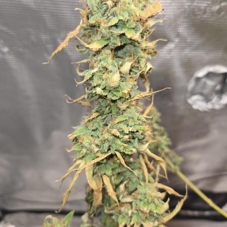 Amsterdam Amnesia FEM #2
