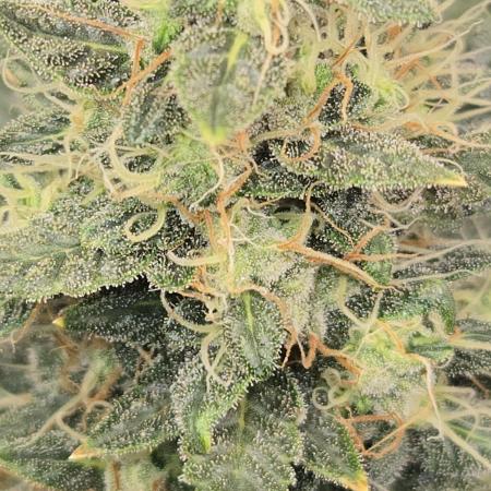 Auto Think Different