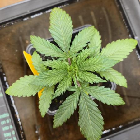 Amsterdam Amnesia Fem