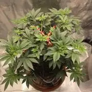 Shogun rQs #1