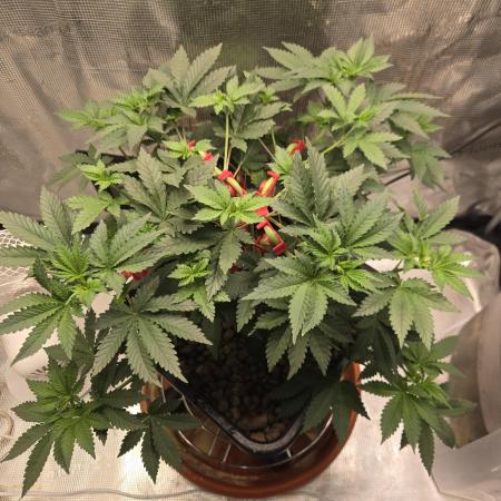 Shogun rQs #1