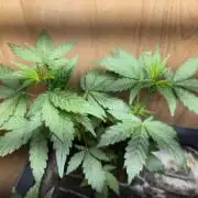 Auto Think Different