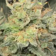 Auto Think Different