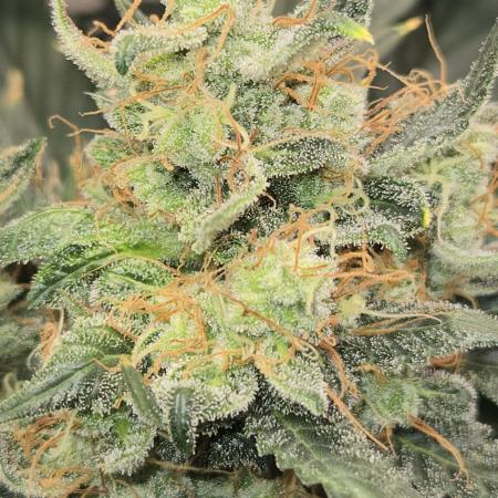 Auto Think Different