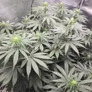 Amsterdam Amnesia FEM #2