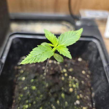 Amsterdam Amnesia Fem