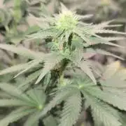 Shogun rQs #1