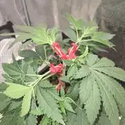 Shogun rQs #1