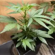 Auto Think Different