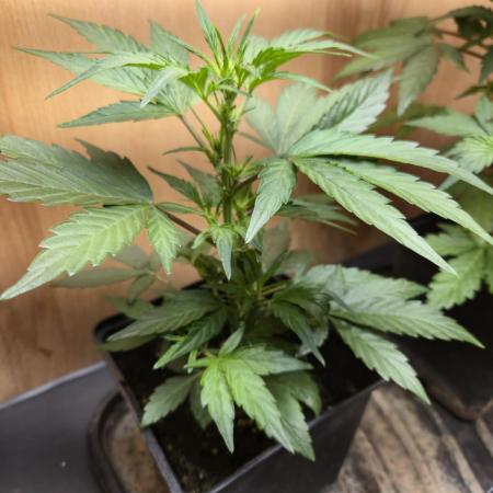 Auto Think Different