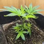 King Kartier clone