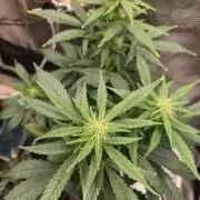 Auto Think Different