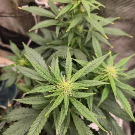 Auto Think Different