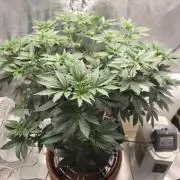 Shogun rQs #1
