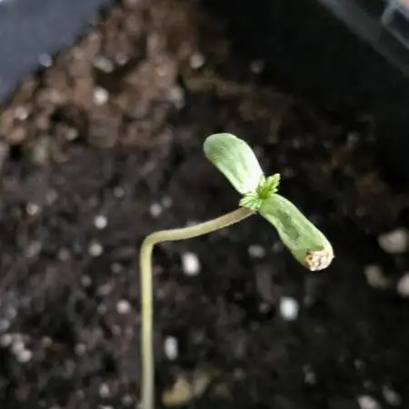 Auto Think Different