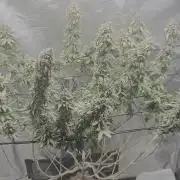 Shogun rQs #1