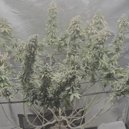 Shogun rQs #1