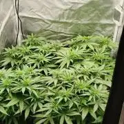 Invisible grow 3