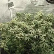 Invisible grow 2