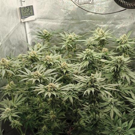 Invisible grow 2