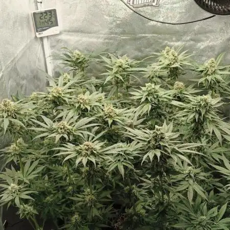 Invisible grow 2