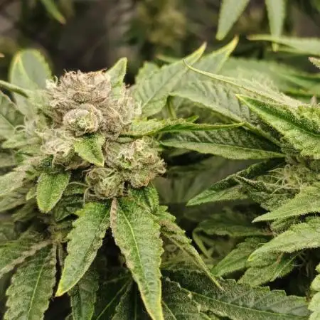 Invisible grow😎